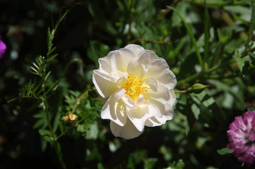 evergreen yellow rose bloomed in spring time.jpg