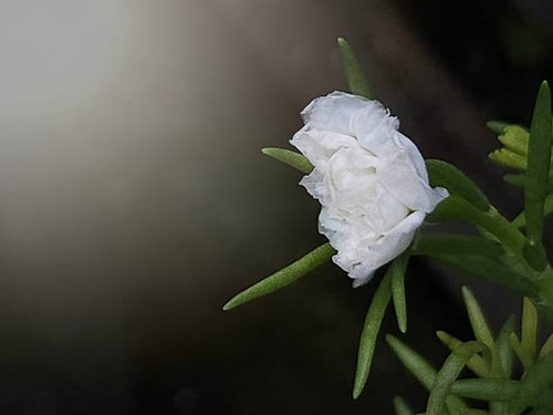 A stunning macro shot of a white Portulaca grandiflora, also known as Moss Rose, showcasing its deli.jpg