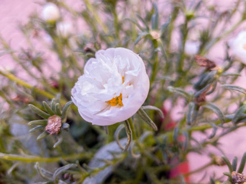 Blooming japanese camellia in a garden.jpg