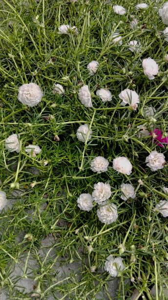 blooming clusters of white portulaca flowers.jpg