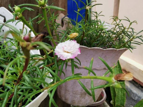 this flower called Sutra Bombay in Indonesia. it has the Latin name grandiflora portulaca, a rose pe.jpg