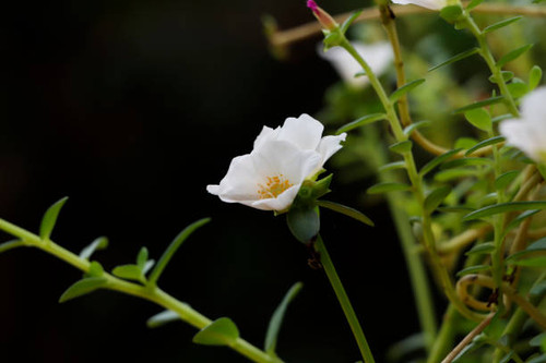 Side View Of Beautiful White Ten o'clock flower.jpg