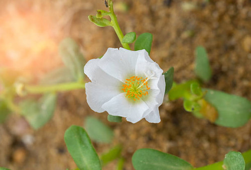 Blur and soft close up flower .(Selective focus).jpg
