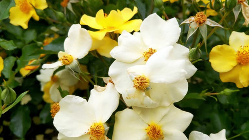 Blooming rose sways in the wind in the garden.jpg