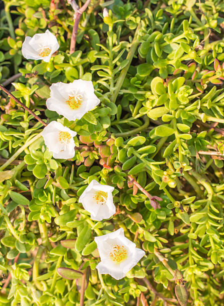 brightess white flowers.jpg