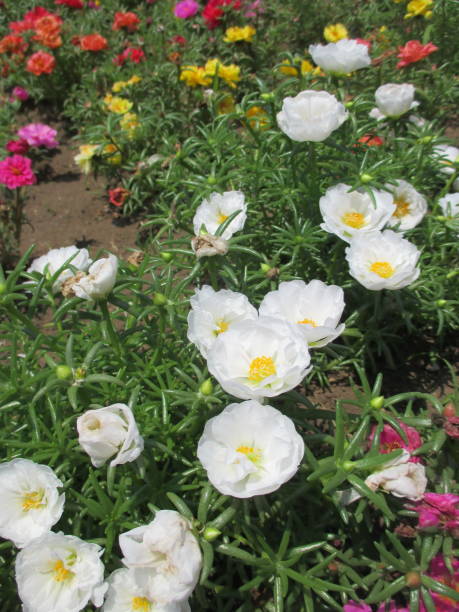 Moss-rose Purslane is an annual plant native to South America. Although it is a one-day flower, it b.jpg
