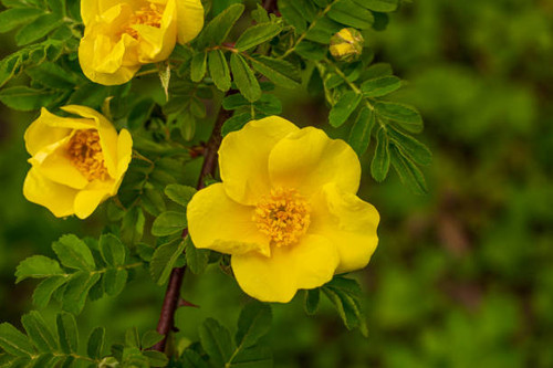 Yellow rosehip flowers on a green background. Blooming wild rose bush..jpg