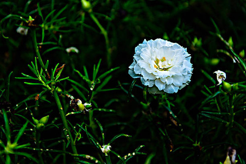 Flowering Purslane - white flowers.jpg