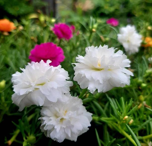 Beautiful flower in the garden.jpg