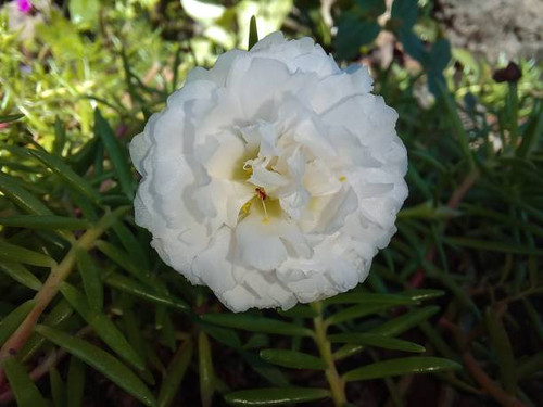 a small white flower that blooms every 9 am.jpg