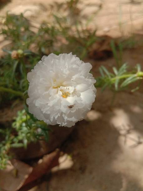Single Flower.jpg