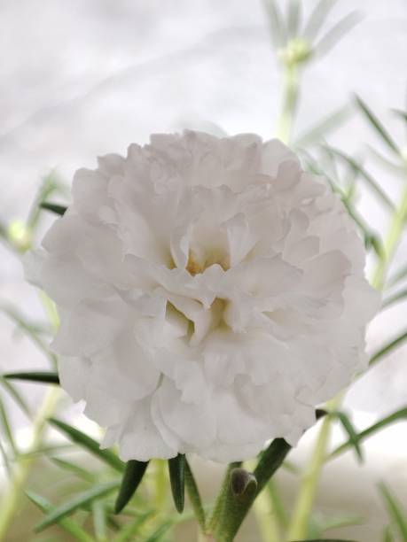 Purslane roses or rose moss is an ornamental plant belonging to the family Portulacaceae originating.jpg