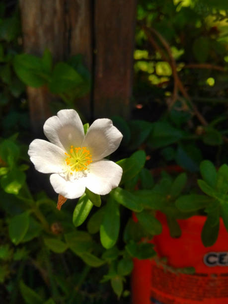 Natural Flower.jpg