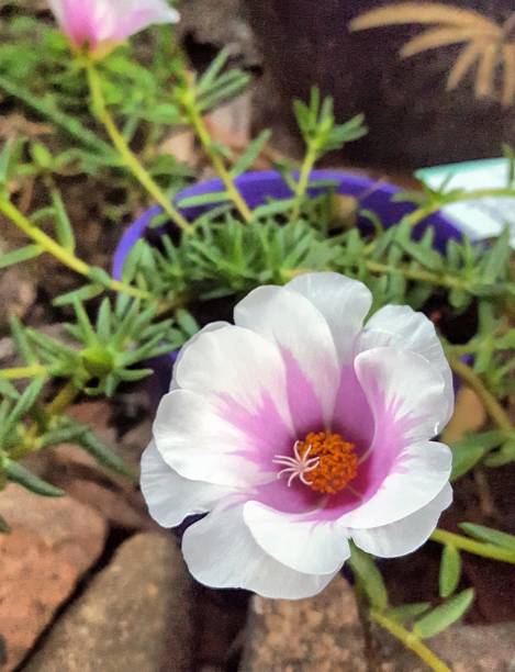 Portulaca, Duna Peggy, pink and white flower..jpg