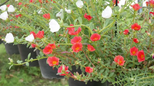 Flower in garden, Garden decoration with ornamental plants..jpg