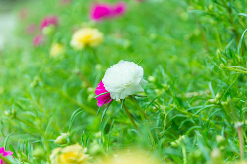 Flower Portulaca oleracea.jpg