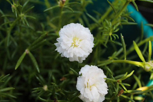 Flower of Portulaca grandiflora or moss rose, bloom on the garden.jpg