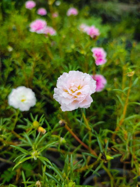 Pink flower with green leaves, in the flower pot under sky blue. Home garden..jpg
