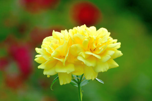 Rose is a perennial flowering plant, which can be erect shrub, climbing or trailing with stems that .jpg