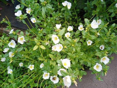 Flowers.jpg
