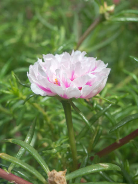 Flower petals Moss-rose purslane Portulaca white pink closeup detail with green leaf background.jpg