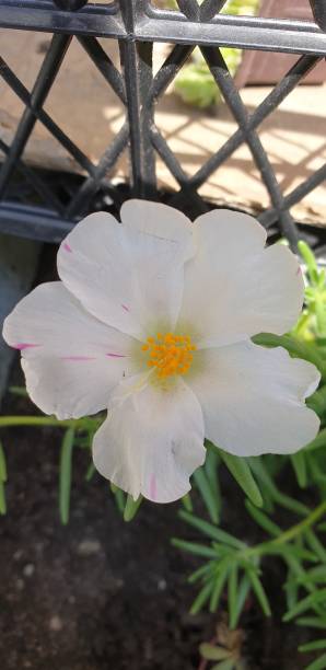 White flower.jpg