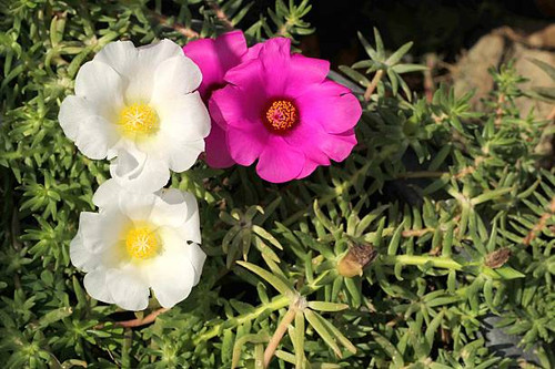 Pusley is a succulent plant, Luke fell in the premium vegetable family.Pusley is a succulent plant, .jpg