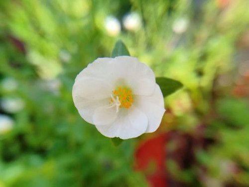 flower petals ornamental plant purslane roses.jpg