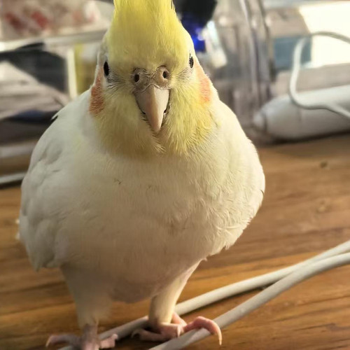 IMG 20260320 093701.jpg