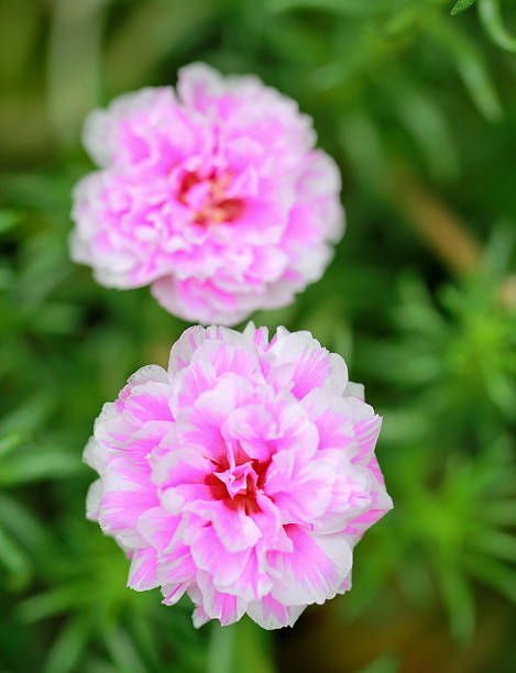 a photo of close up portulaca flower in the garden.jpg