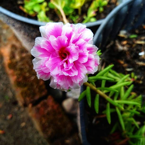 beautiful pink purslane rose blooming in a pot.jpg