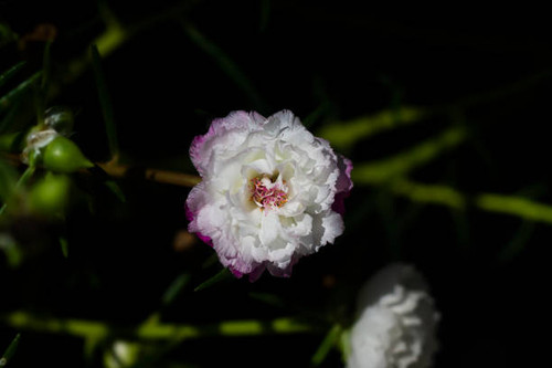 Close up of white Portulaca flower on dark background. (Scientific name Portulaca oleracea)..jpg
