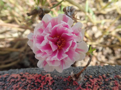 Closeup Rose moss (Portulaca grandiflora) flower isolated blooming in the park with blurred backgrou.jpg