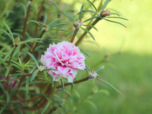 Colorful of Pink portulaca oleracea flowers with Green background.jpg