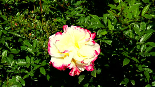 With its impressive displays of more than 3,000 varieties of roses from 26 countries, Coloma is one .jpg