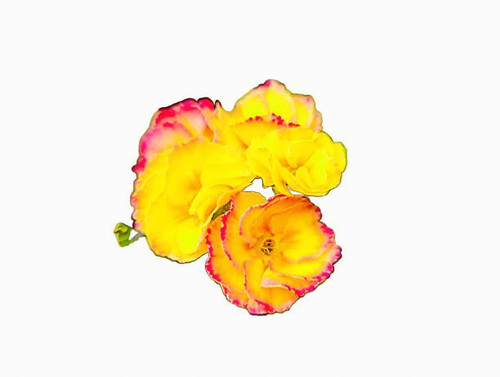 cluster of yellow flowers with pink-red edges, likely a type of cultivated flower..jpg