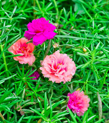 colorful portulaca flower in the garden.jpg