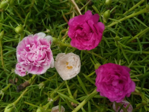 different color flowers.jpg