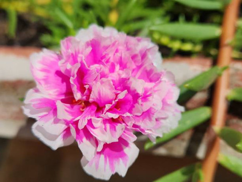 The double pink and white flower of Portulaca grandiflora showcases a charming combination of colors.jpg