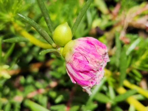 The double variegated (pink and white) flower of Portulaca grandiflora enchants with its unique comb.jpg