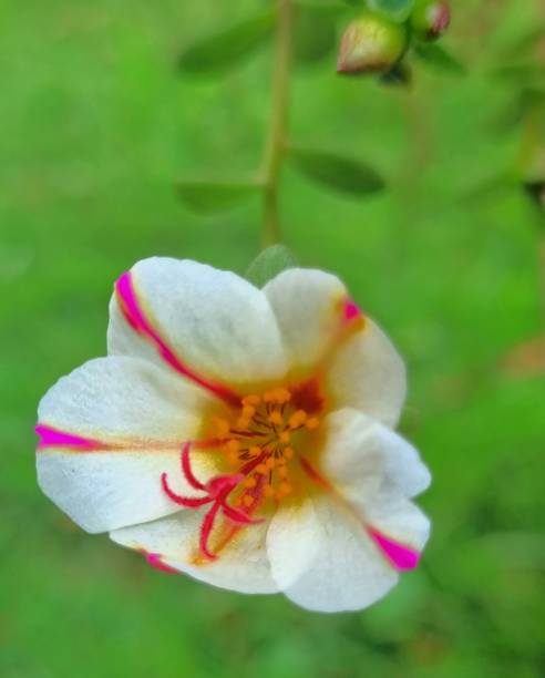 A flower and its different colors, characteristics and symmetry..jpg