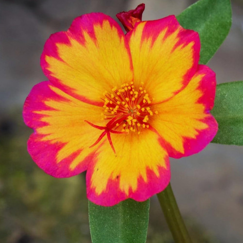 il 1588xN.6535605477 fkfe.jpg