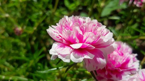 Portulaca grandiflora is a succulent flowering plant in the purslane family Portulacaceae, native to.jpg