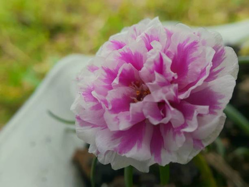 Close up of pink flower with blur background.jpg