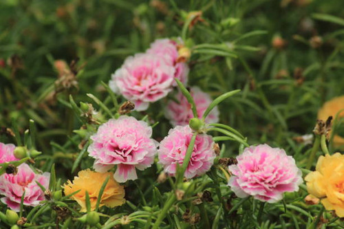 Close-Up Of Pink Flowering Plants.jpg