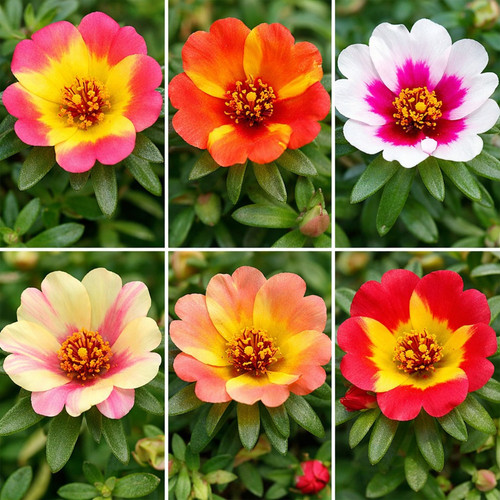 Dual Color Moss Rose.jpg