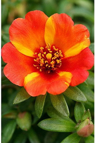 Dual Color Moss Rose 2.jpg