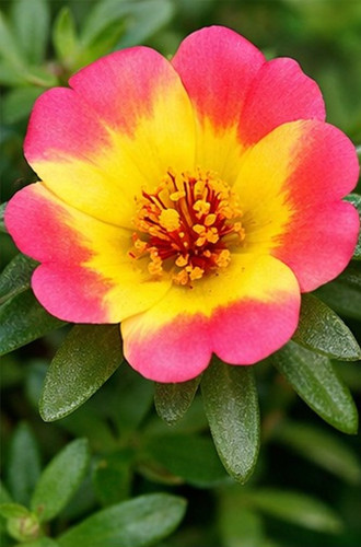Dual Color Moss Rose 1.jpg