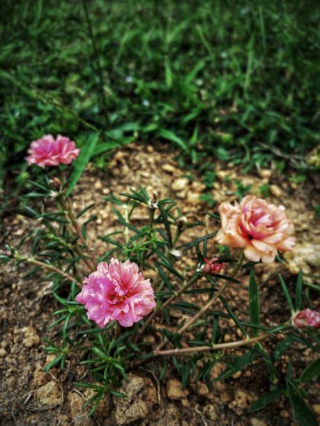 This photo was taken at Rawang, Selangor..jpg