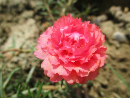 beautiful nature flowers, Close-up flowers Flowers are precious beauty of nature, which gives expres.jpg